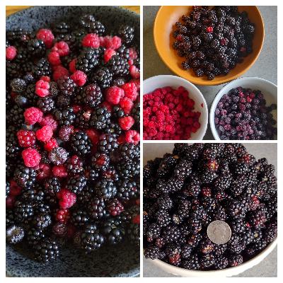 Rubus - Brambles Rubus - Brambles