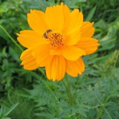 #第1302回 誕生花『キバナコスモス』2025年10月5日（日）OA（WBS和歌山放送／出演：高岡伸夫、木村恵子）