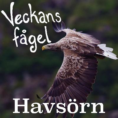 Havsörn