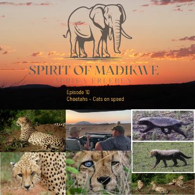 Episode 10 - Cheetahs: Cats on speed