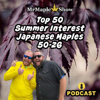 Top 50 Summer Interest Japanese Maples 50-26 | MrMaple Show Podcast