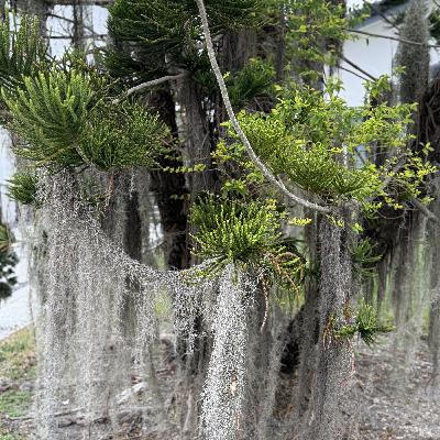 UN SENADOR ÍNTEGRO (E2002). UN SENADOR ÍNTEGRO (E2002).