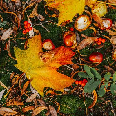 #36: 季節的問候--德國秋季的動植物明星
