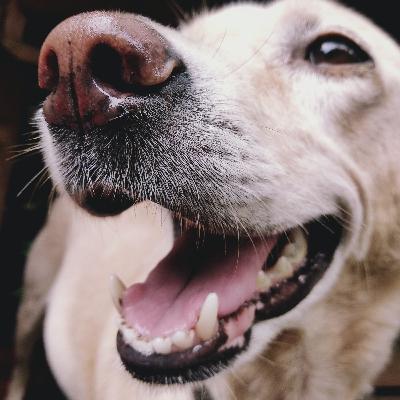 ¿Por qué mi perro olfatea todo?