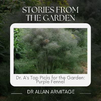 Dr. A's Top Picks for the Garden: Purple Fennel