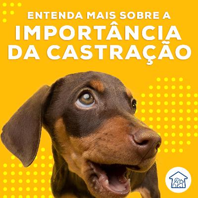 Entenda mais sobre a importância da castração Entenda mais sobre a importância da castração