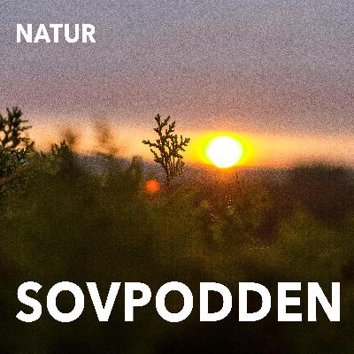 41. Midsommarnatt 41. Midsommarnatt