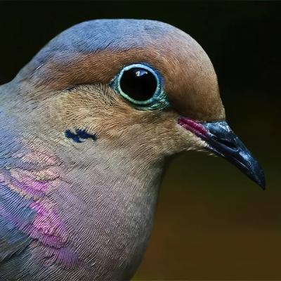 #27—2025 Bird Banding Results: An Exception, Or The Norm?