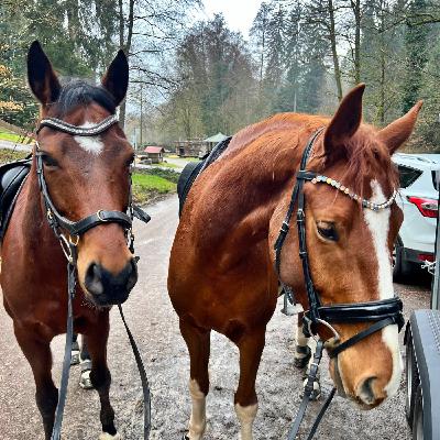 #417 Mach Dich zum Idioten: Richtig loben, besser reiten #417 Mach Dich zum Idioten: Richtig loben, besser reiten