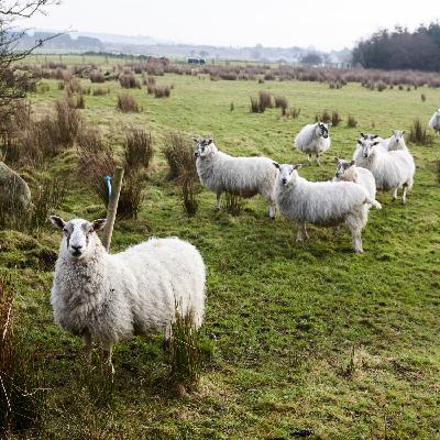 Calls for national dog database amid rise in attacks on sheep flocks Calls for national dog database amid rise in attacks on sheep flocks