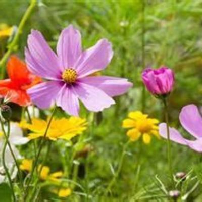 La belleza de la humildad - Meditación diaria