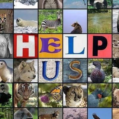 ANIMALES EN PELIGRO DE EXTINCIÓN