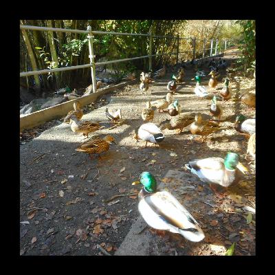 The Duck Run