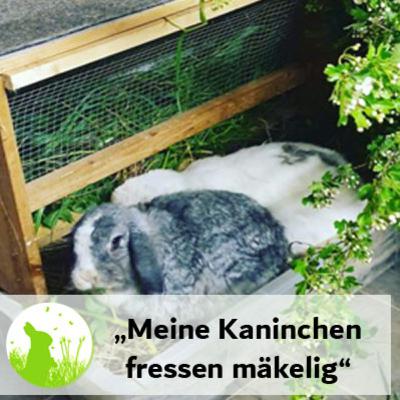 Mein Kaninchen frisst mäkelig