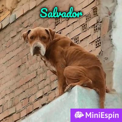 Salvador, el perro que saltó de un techo para escapar de sus malvados dueños