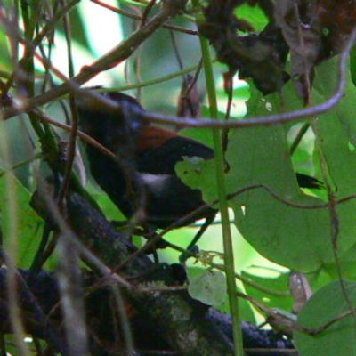 196 Angra dos Reis, Brazil - Search for Black-hooded Antwren 196 Angra dos Reis, Brazil - Search for Black-hooded Antwren