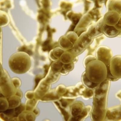 The "Last of Us" - Fact or Fiction? The Emerging Threat of Candida auris