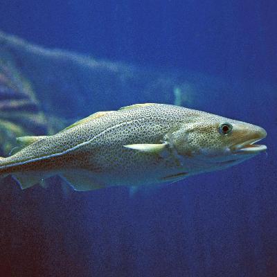 Kinderhörspiel und Geschichten - Das Meer ist weit, das Meer ist blau