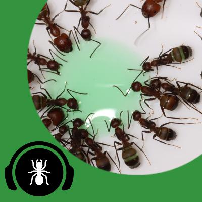 Is Sugar Bad For Ants? | The Ant Podcast #34