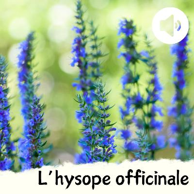 L'hysope officinale L'hysope officinale
