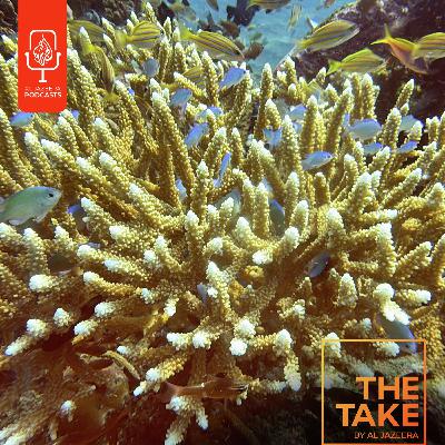 What would happen if coral reefs disappeared?