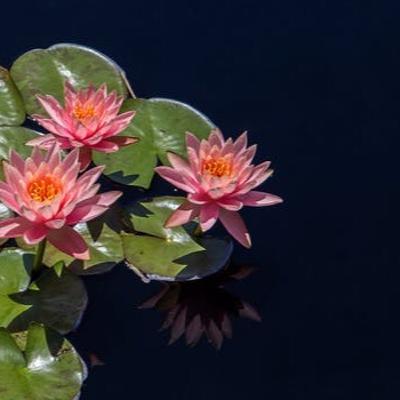Session 45: Become Undeluted by Special Insight