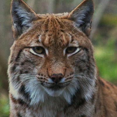 Europe’s Comeback Cat: Saving the Eurasian Lynx Europe’s Comeback Cat: Saving the Eurasian Lynx