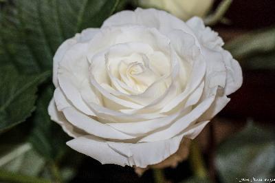 Floral Portrait: The White Rose Grand