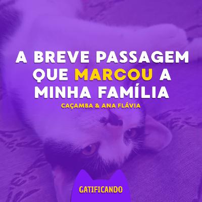 Caçamba, um gatinho que marcou a vida da minha família. Gatificando #43