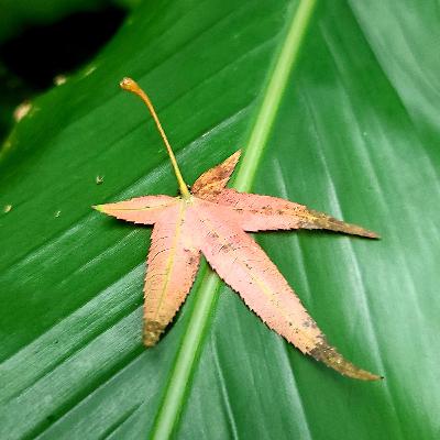 EP.29 親愛的Zoë與蕭邦 EP.29 親愛的Zoë與蕭邦