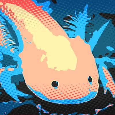 Ajolote - Especie del día 4 Ajolote - Especie del día 4