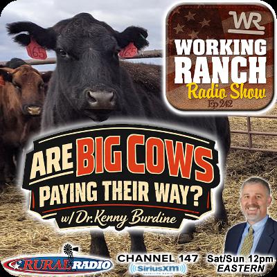 Ep 242: Are Big Cows Paying Their Way? w/ Dr. Kenny Burdine