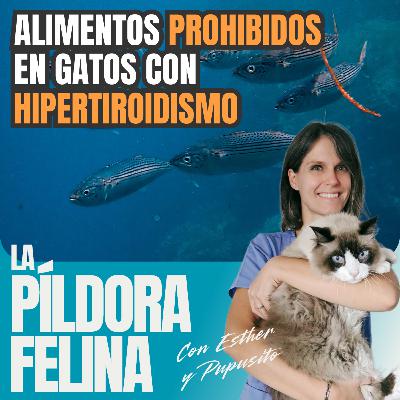 638. Alimentos PROHIBIDOS en gatos con HIPERTIROIDISMO 638. Alimentos PROHIBIDOS en gatos con HIPERTIROIDISMO