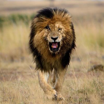 الملك الأسطوري سكارفيس الملك الأسطوري سكارفيس