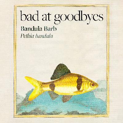 Bandula Barb