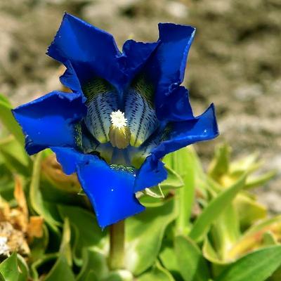 Bavarian Gentians