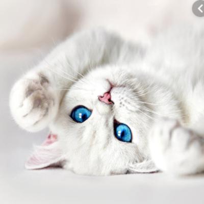 Kittens