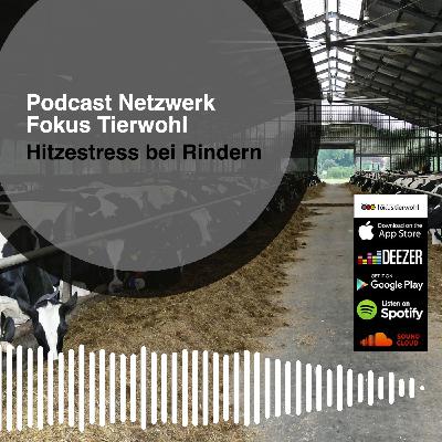 Hitzestress bei Rindern