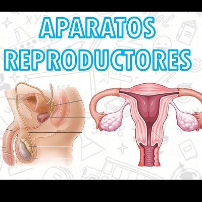 Aparato reproductor masculino y femenino