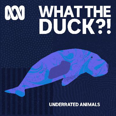 Underrated animals: Dugong