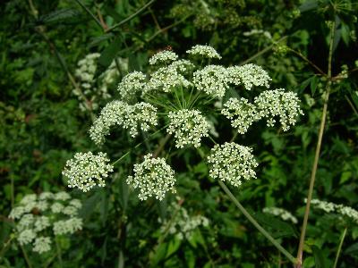 One of North America’s deadliest plants grows in North Dakota