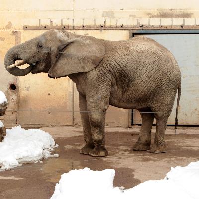 Zoo im Winter: Wie geht es den Tieren bei Kälte und Schnee? Zoo im Winter: Wie geht es den Tieren bei Kälte und Schnee?