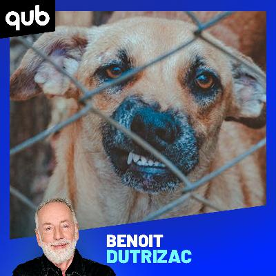 Femme gravement blessée: «La porte de garage ouvre et 3 chiens agressifs lui sautent dessus!», énonce Max Deland