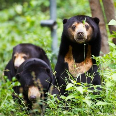 Cambodia's endangered Sun Bear 🐻 First episode
