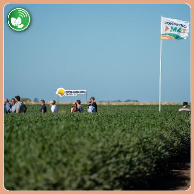 Soja 2026: DONMARIO presentó cinco nuevas variedades en Chacabuco