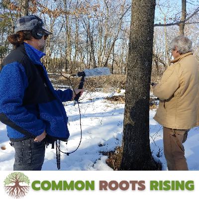 Tapping Maple Trees at Oz Natural Area