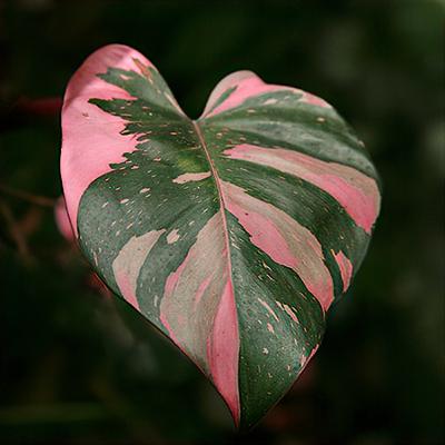 Episode 03-2025 From Leaf to Love – The Magic of the Pink Princess