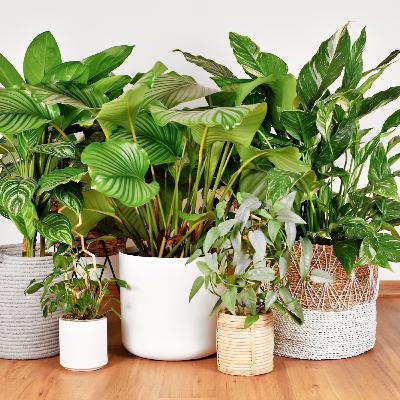 The Best (and Worst) Feng Shui Plants for Positive Energy!