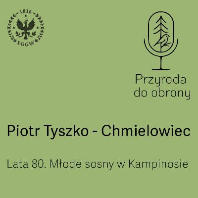 Lata 80. Młode sosny w Kampinosie.