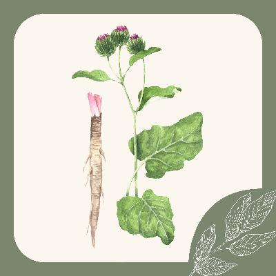 Herb Notes: The Benefits of Burdock